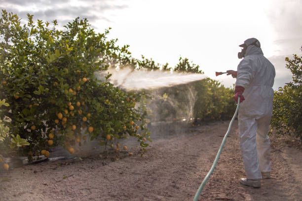 Professional Pest Control in Rosamond, CA