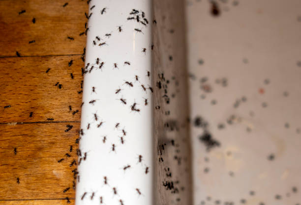 Best Pest Prevention Services  in Rosamond, CA